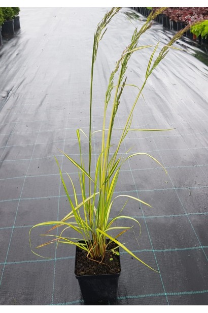 Війник England саджанець в горщику